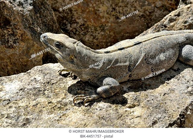 Black spiny-tailed iguana, also black iguana or black ctenosaur (Ctenosaura similis) basking on stone, Maya city of Uxmal, Yucatan, Mexico
