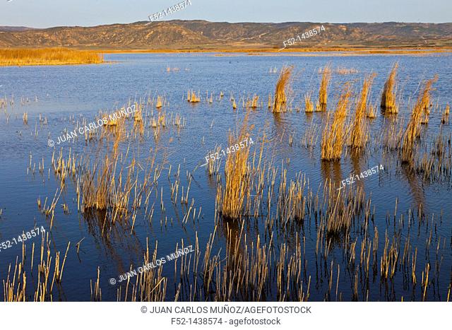 Laguna de Pitillas Nature Reserve, Navarra, Spain, Europe