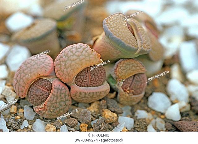 Lithops hookeri Lithops hookeri, growing on gravelly ground