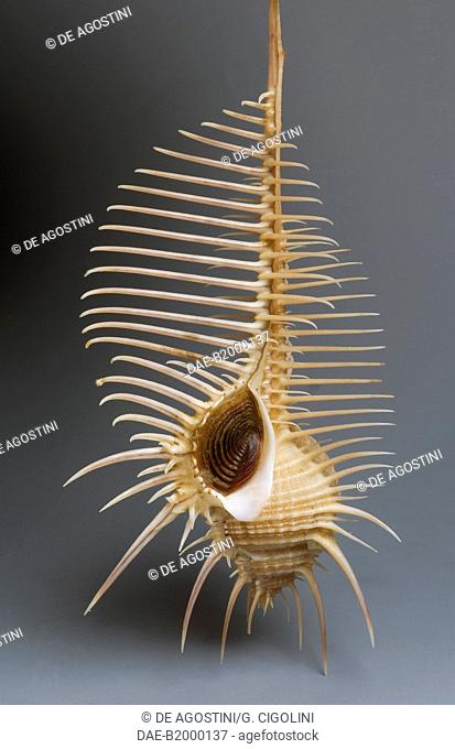 Venus comb murex shell (Murex pecten or Murex triremis), Neogastropoda.  Private Collection