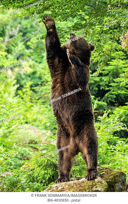 European Brown bear (Ursus arctos), standing upright on rocks, reaching for leaves, Bavarian Forest National Park, Bavaria, Germany