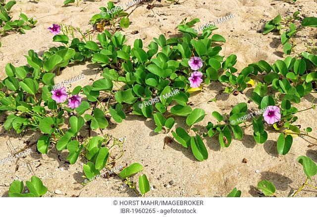 Seashore false bindweed or Beach morning glory (Calystegia soldanella), Low Isles, Great Barrier Reef, Port Douglas, Queensland, Australia