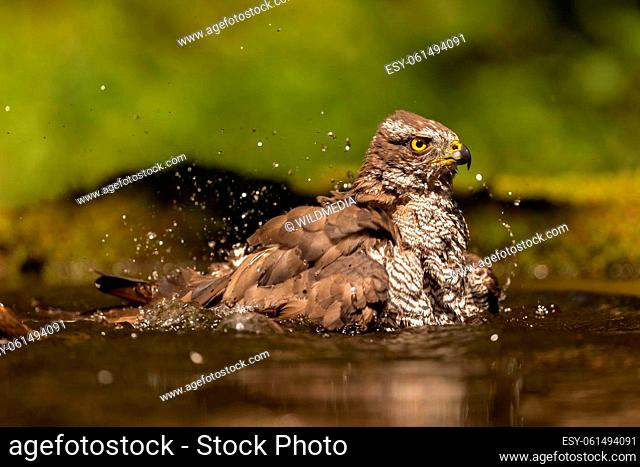 Eurasian sparrowhawk, accipiter nisus, bathing ans splashing water around in a pond. Wild animal cooling down on a hot summer day