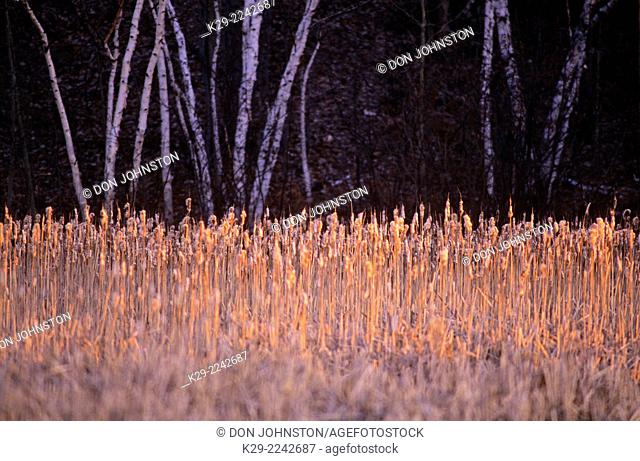 Dawn light on frosted shoreline vegetation around winter beaver pond, Greater Sudbury, Ontario, Canada