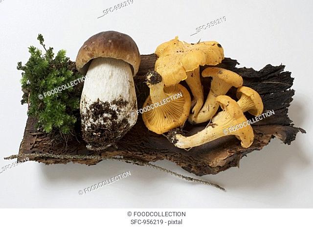 Cep and chanterelles on piece of wood