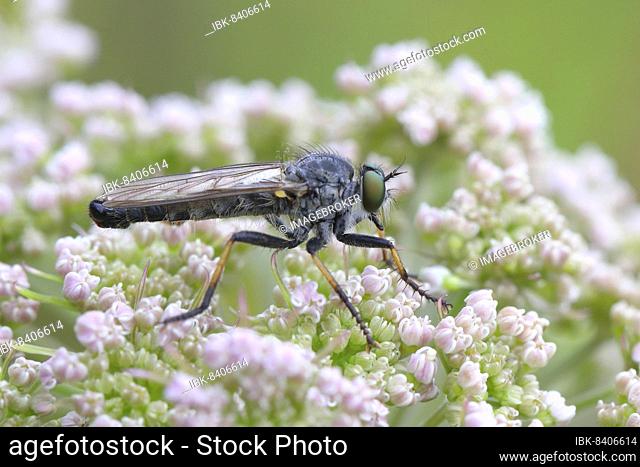 Garden robber fly (Neomochtherus geniculatus), on common ground elder (Aegopodium podagraria), Siegerland, North Rhine-Westphalia, Germany, Europe