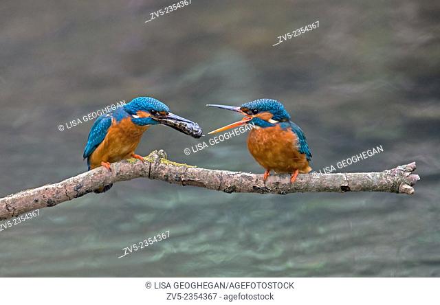 Male Common Kingfisher, Alcedo atthis, Offers Fish To Female During Courtship.UK