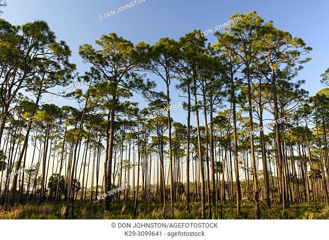 Slash pine woodland, St. Marks NWR, Florida, USA