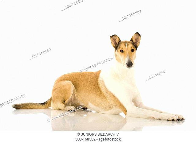 Smooth Collie, adult lying. Studio picture against a white background