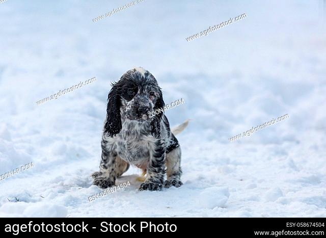 Cute small pure breed dog English Cocker Spaniel, puppy in snowy winter garden. Breeding station, descendants of European champions