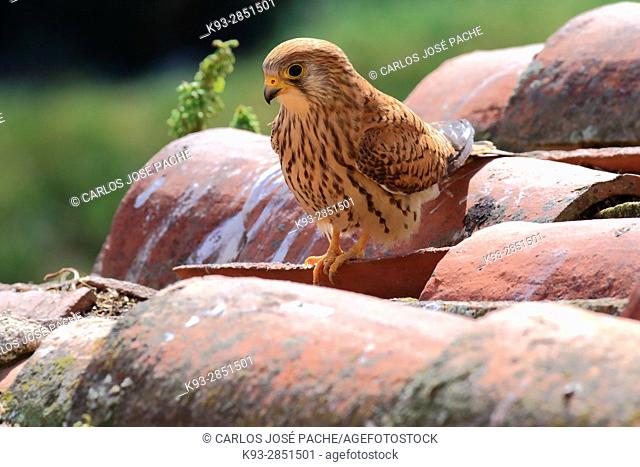 Hembra de Cernicalo Primilla ' Falco naumanni, ' en un tejar en Extremadura