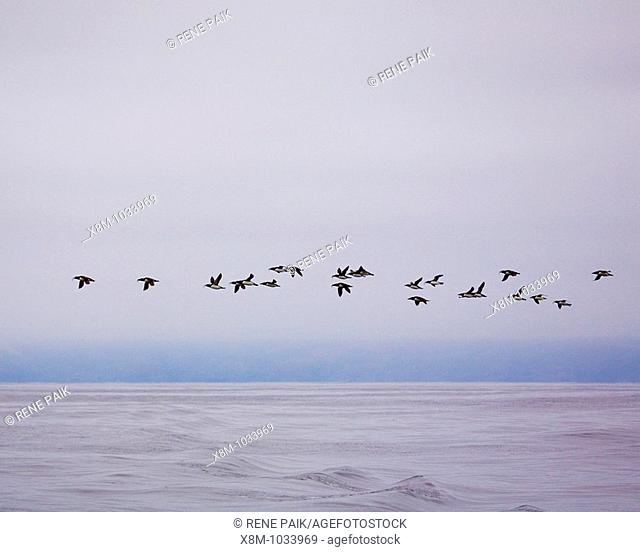 A flock of Common Murre Uria aalge in flight over the Pacific Ocean, off the coast of California, after fishing in the open ocean