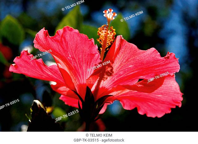 Flower, hibiscus, petal, Brazil
