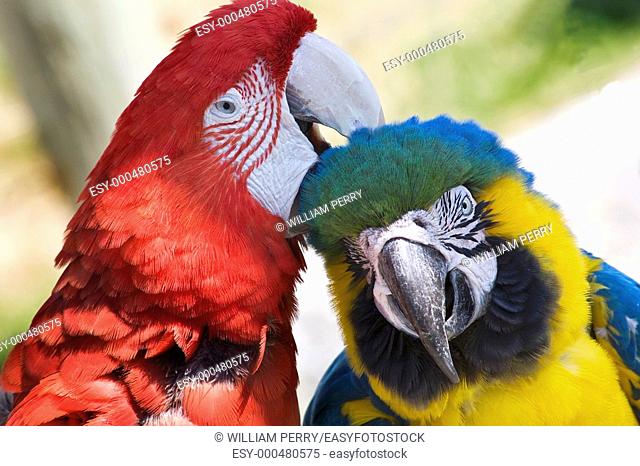 Grooming Green Wing Macaw and Blue Gold Macaw Close Up Looking at You Different Species Enjoying Themselves Macaws are social animals and they like a lot of...