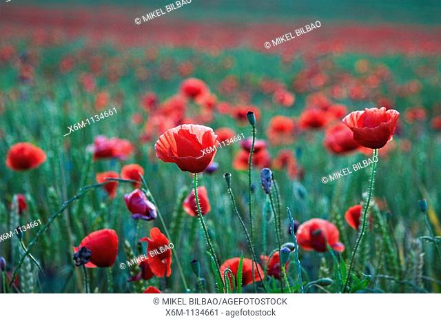 corn poppy, corn rose, field poppy, Flanders poppy, or red poppy Papaver rhoeas  Ayegui , Navarre, Spain, Europe