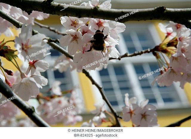 Cherry Blossom (Cerasus) in front of the Marstall stables, Schloss Wilhelmshoehe Palace, Kassel, Northern Hesse, Germany, Europe