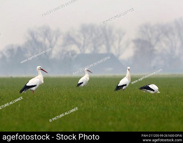 25 November 2021, North Rhine-Westphalia, Spellen: White storks forage in a meadow on the Lower Rhine. Actually, the birds spend the winter in warmer regions -...