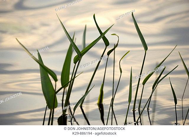 Silhouetted pickerelweed leaves with sky reflections in lake water