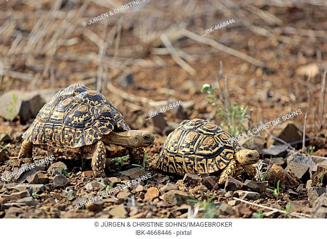 Leopard tortoises (Testudo pardalis), adult, couple, Kruger National Park, South Africa