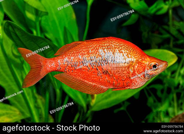 Portrait of freshwater rainbow fish (Glossolepis incisus) in aquarium