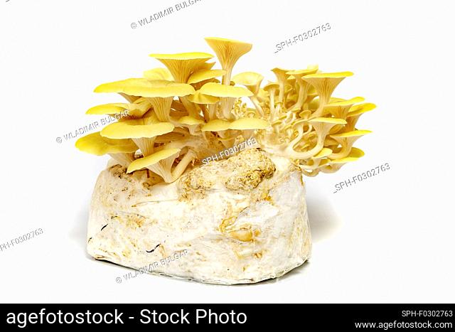 Home-grown golden oyster mushrooms (Pleurotus citrinopileatus)