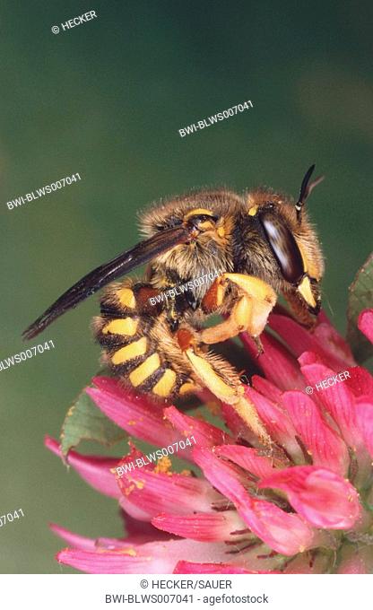 wool carder bee Anthidium manicatum, sitting on clover