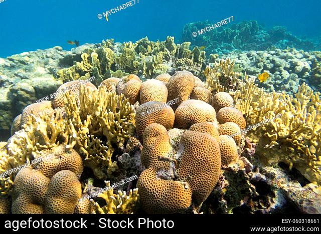 Colorful coral reef at the bottom of tropical sea, hard and fire corals , underwater landscape