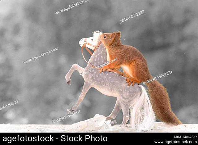 red squirrel standing on rising horse