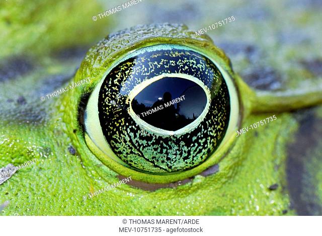 North American Bullfrog - close-up of eye (Rana catesbeiana)
