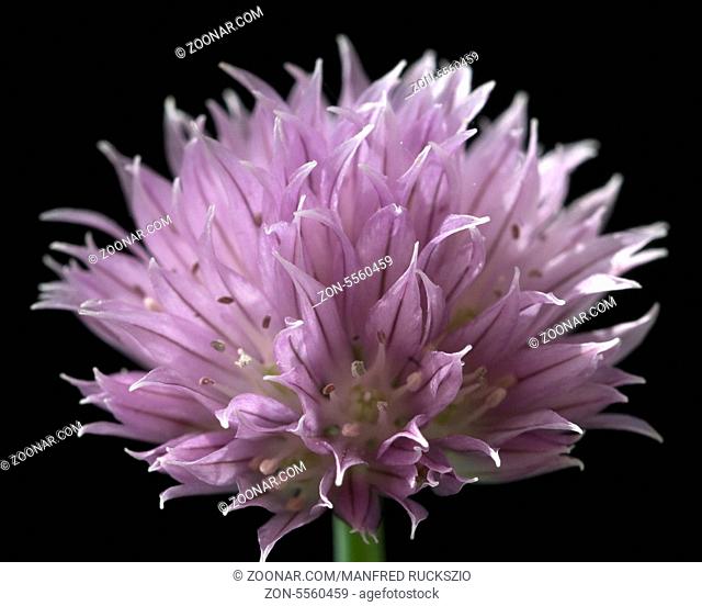Schnittlauchblueten, Allium, schoenoprasum, -
