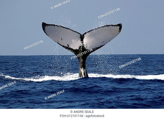 Humpback whale, Megaptera novaeangliae, fluke, Kailua-Kona, Big Island, Hawaii Pacific