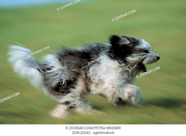 PON, Polski Owczarek Nizinny, Polnischer Niederungshuetehund / Polish Lowland Sheepdog