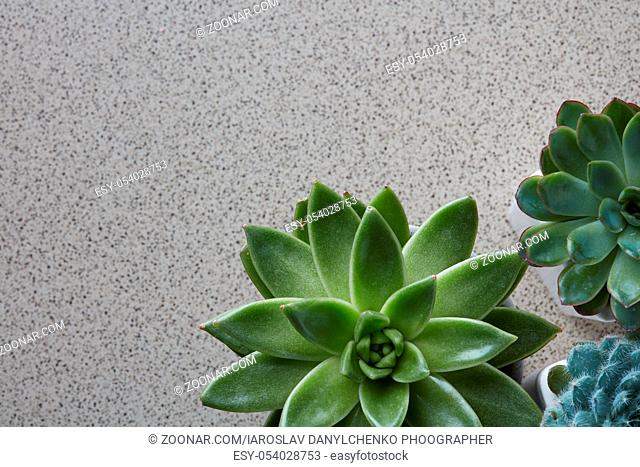 Top view of different miniature flowers Echeveria, succulent plants on a gray stone background with copy space