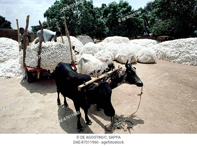 Newly-harvested cotton being loaded onto an oxen-drawn cart, Burkina Faso