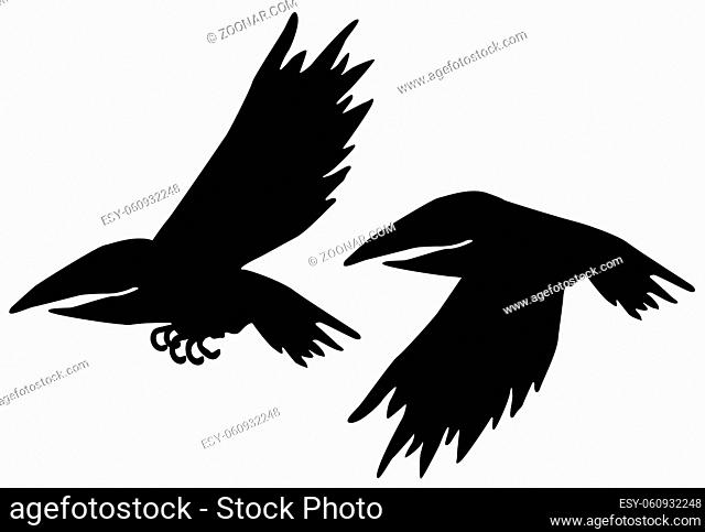 Flying crow wings flap cartoon character black silhouette, vector illustration, horizontal, isolated, over white