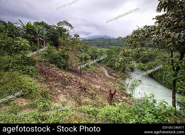 plantacion camino de Tesoro Chiquito, La Taña, Franja Transversal del Norte , departamento de Quiché, Guatemala