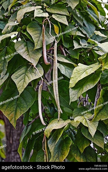 Bois chavanon, Northern catalpa, Catalpa speciosa, Detail of seedpods growing outdoor on the tree
