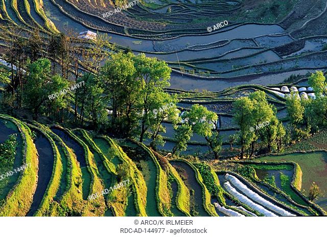 Rice terraces Laohuzui Yuangyan China tigers mouth rice field rice fields