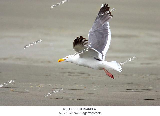 Western Gull - In flight (Larus occidentalis)