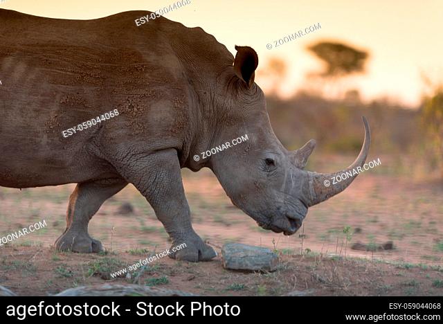 White Rhino in the wilderness of Africa