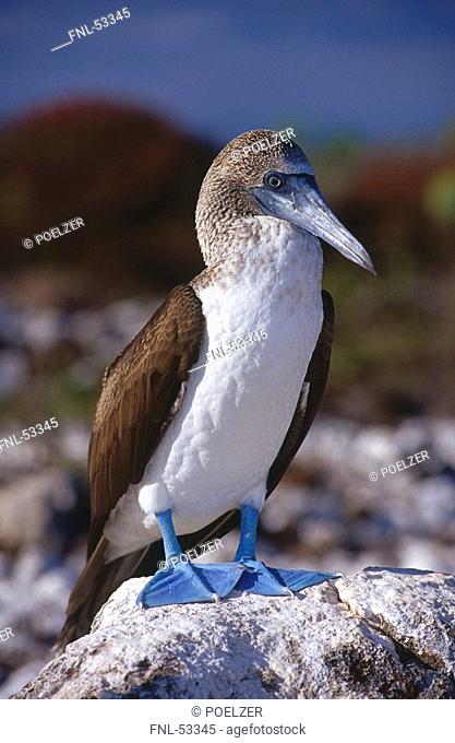 Close-up of Blue-footed Booby Sula nebouxii bird on rock, Galapagos Islands, Ecuador