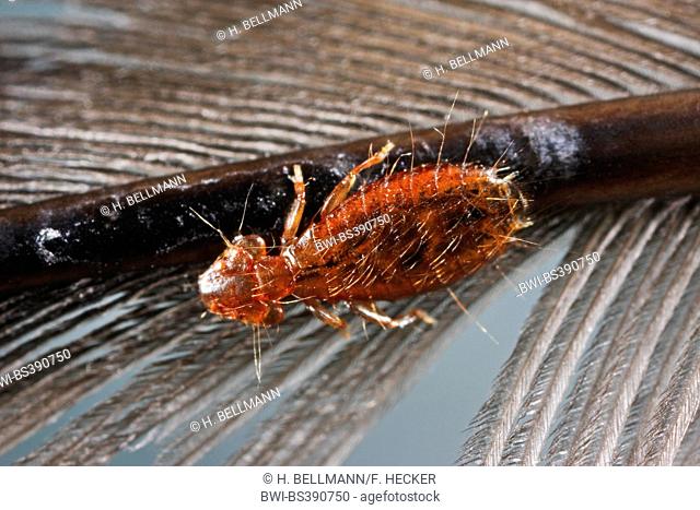 Bird louse, Feather lice, Feather louce (Dennyus hirundinis, Pediculus hirundinis), on a feather, Germany