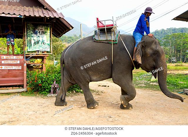 Elephant in Klong Prao on Ko Chang, Thailand