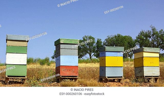 Colored bee-houses in a field