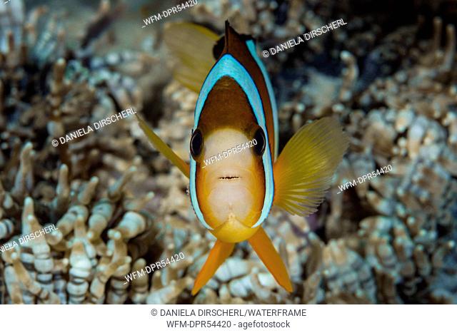 Clarks Anemonefish, Amphiprion clarkii, Ambon, Moluccas, Indonesia