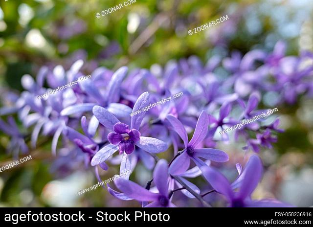 closeup image of petrea, sandpaper vine, purple wreath flowers