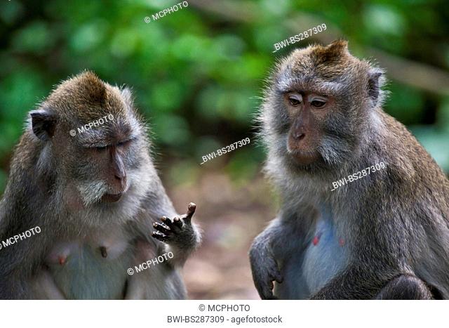 Crab-eating Macaque, Java Macaque, Longtailed Macaque (Macaca fascicularis, Macaca irus), two individuals sitting side by side and looking at a hand, Indonesia