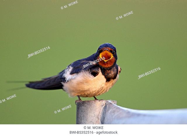 barn swallow (Hirundo rustica), sitting on a fence post and calling, Netherlands, Flevoland