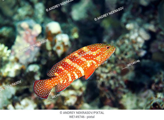 Coral Grouper (Cephalopholis miniata) swims over a coral reef scaring school of fish Sea goldie (Pseudanthias squamipinnis) and Bicolor Damselfish (Chromis...
