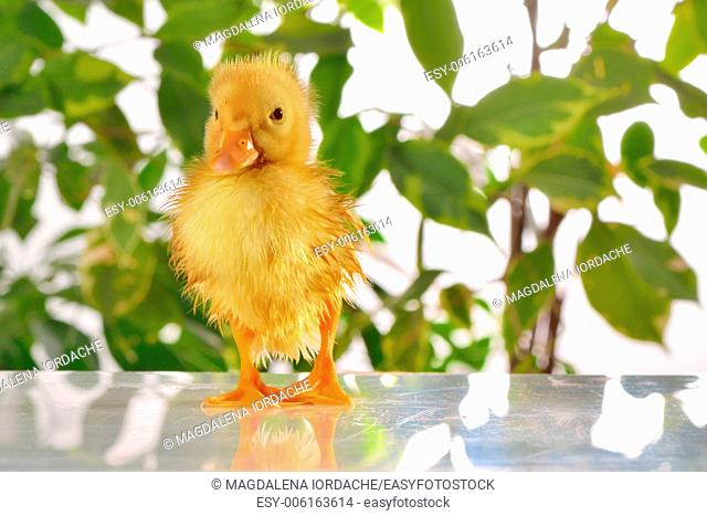 Duckling isolated on natural background